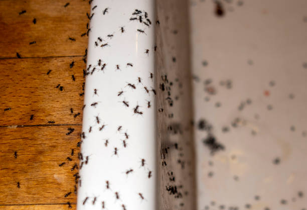 Reliable Pflugerville, TX Pest Control Solutions